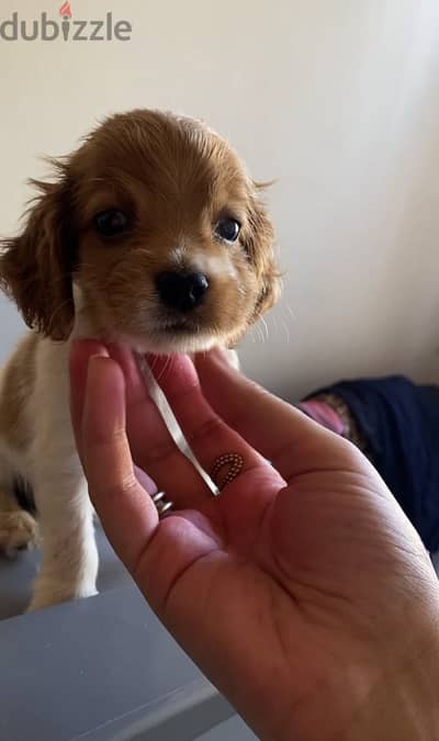 Cocker Spaniel – Cream & White Par