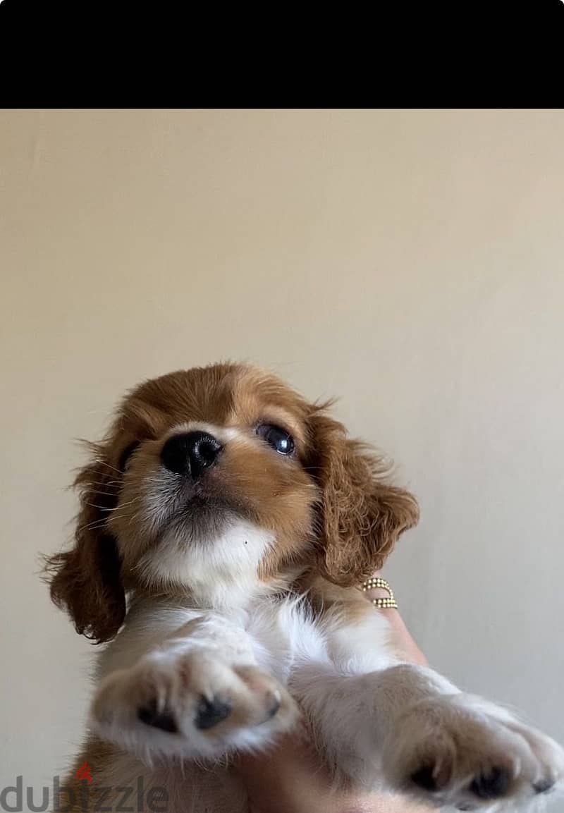 Cocker Spaniel – Cream & White Par 1