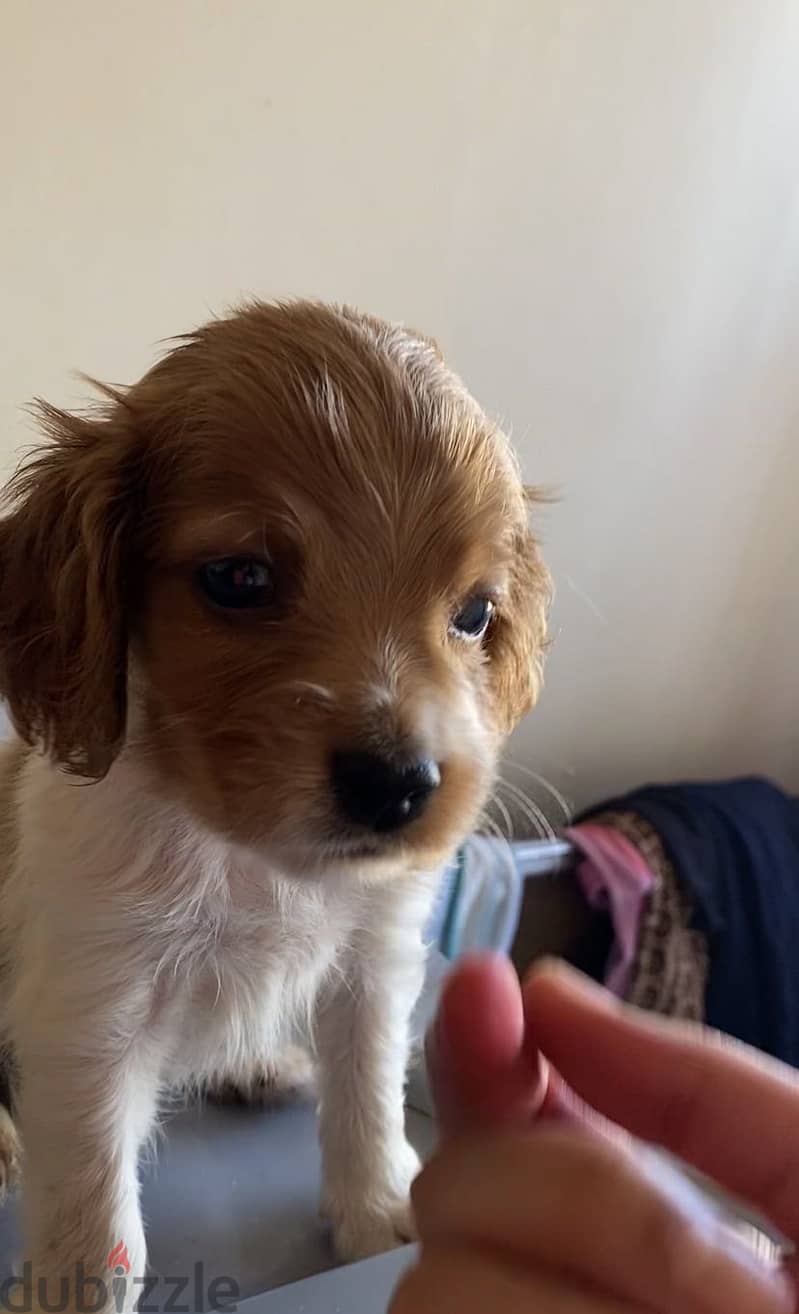 Cocker Spaniel – Cream & White Par 2