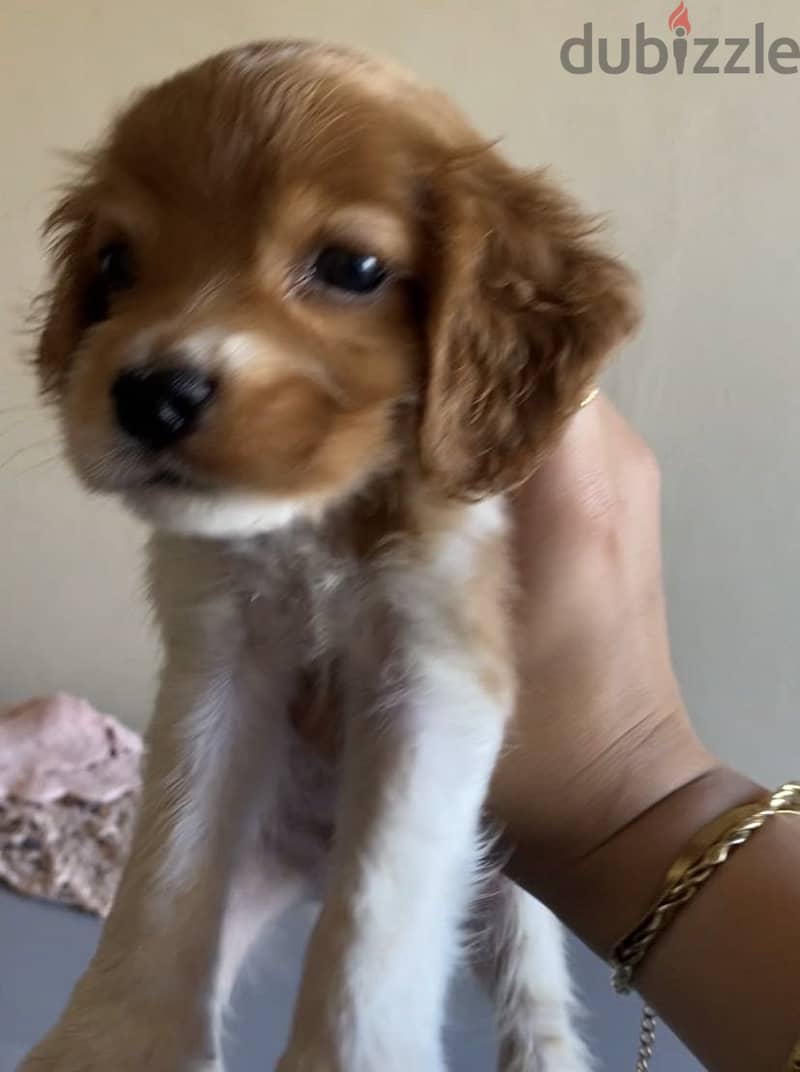 Cocker Spaniel – Cream & White Par 3