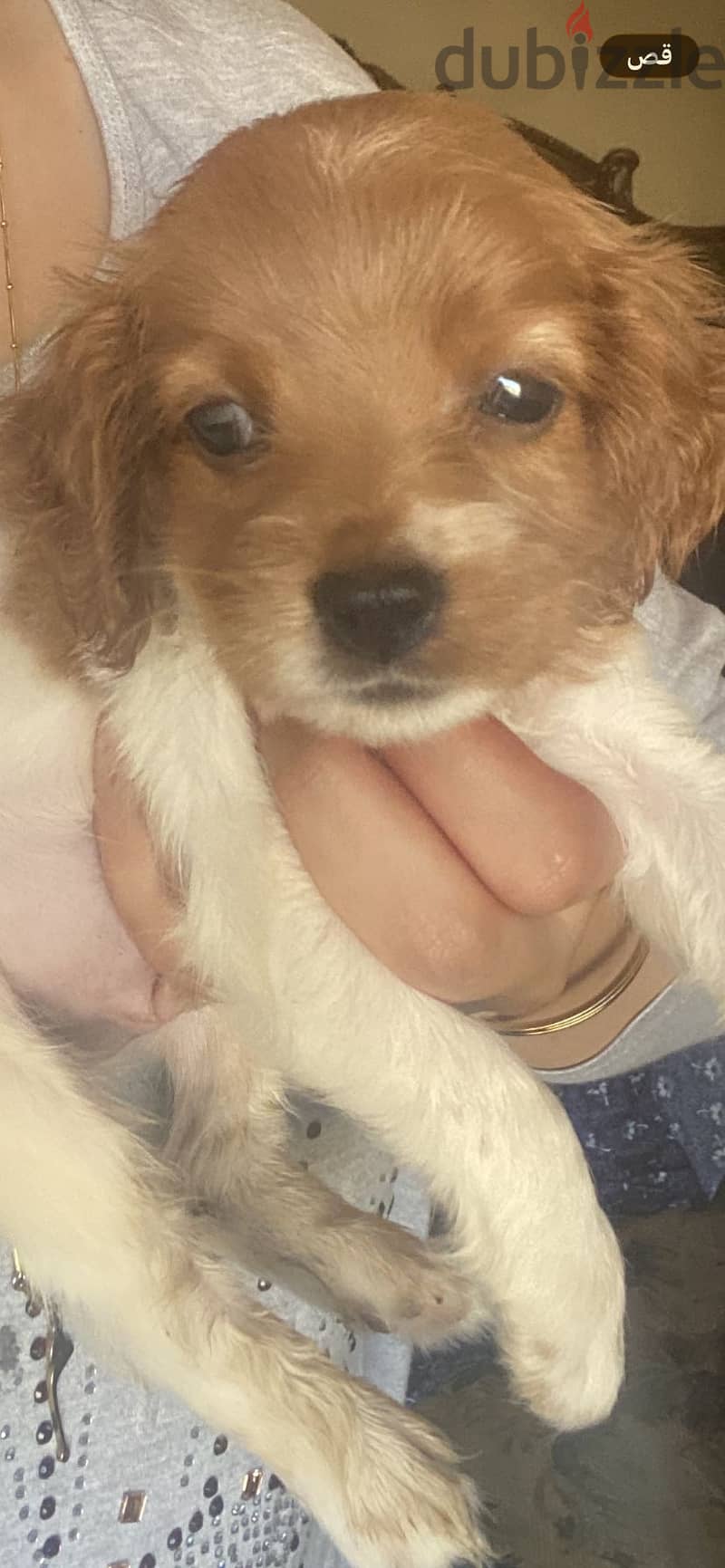 Cocker Spaniel – Cream & White Par 5