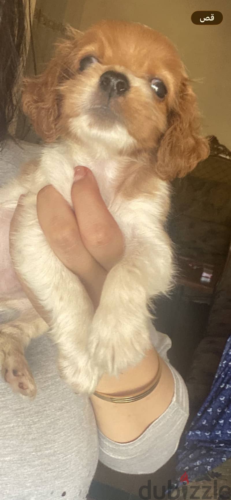 Cocker Spaniel – Cream & White Par 6
