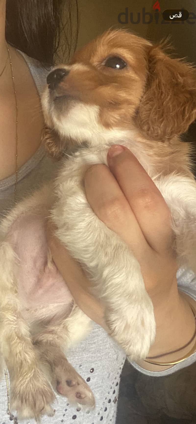 Cocker Spaniel – Cream & White Par 7