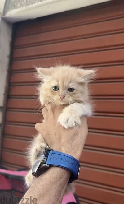 Cats 800