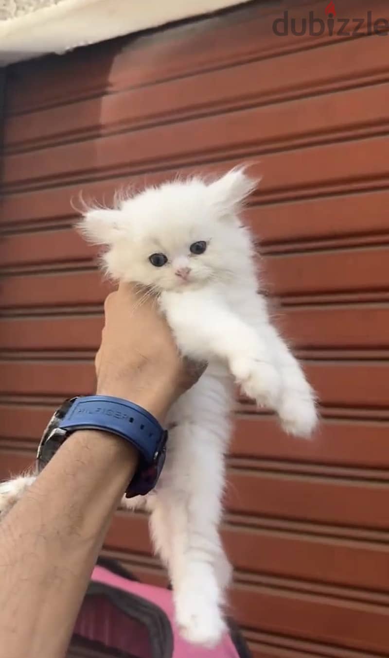 Cats 800 1