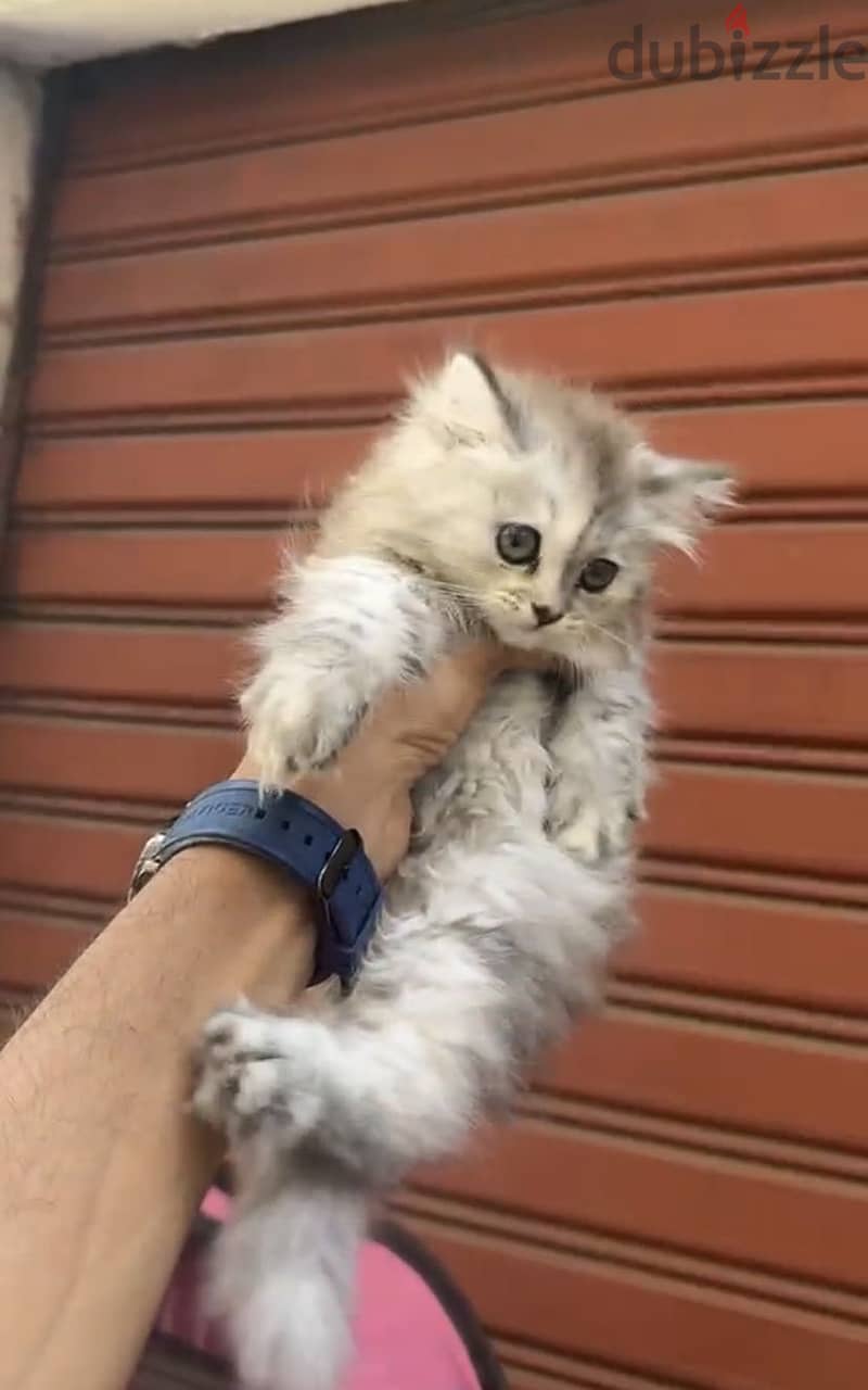 Cats 800 2