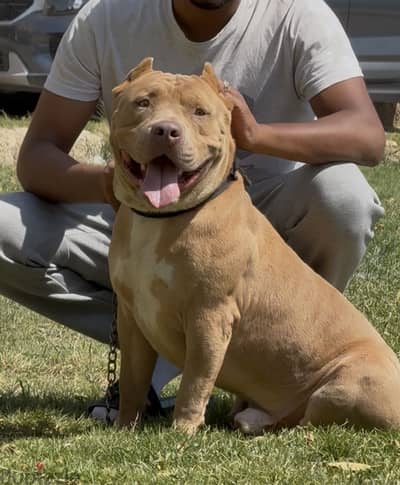 AMERICAN BULLY