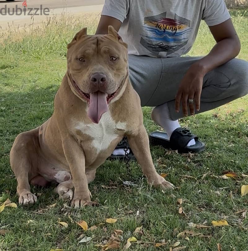 AMERICAN BULLY 1