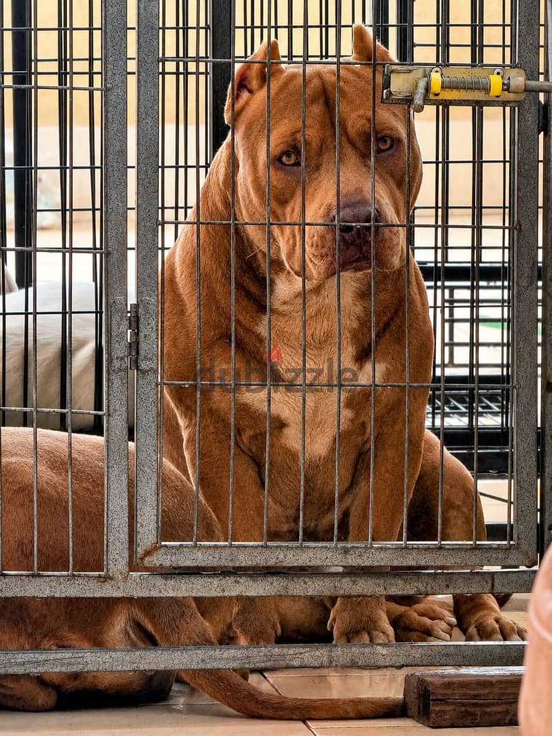 AMERICAN BULLY 2