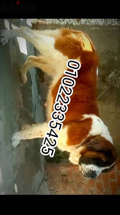 للبيع اضخم نتايه سانت برندل بفضل الله ام منتجه بالضمان01022335425