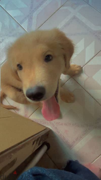 Golden retriever