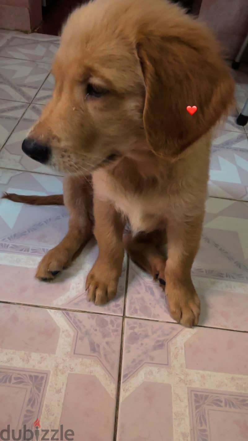 Golden retriever 1