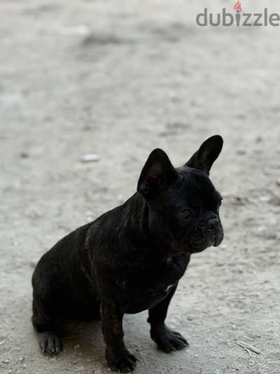 French Bulldog فرينش بولدوج