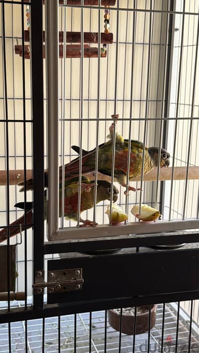 للبيع يلو سايد (Yellow-Sided Conure)