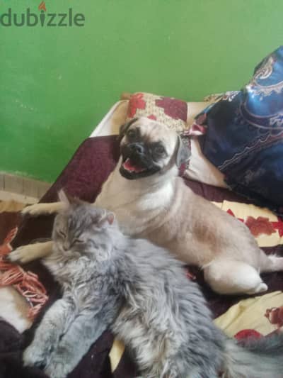 كلبه بج بسعر لقطه