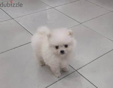 female pomeranian for sale