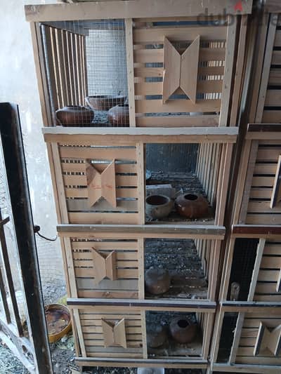 بيع عيون حمام 60 × 70