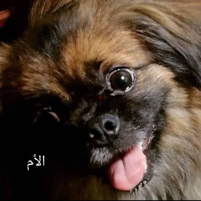 جراوي بيكنواه