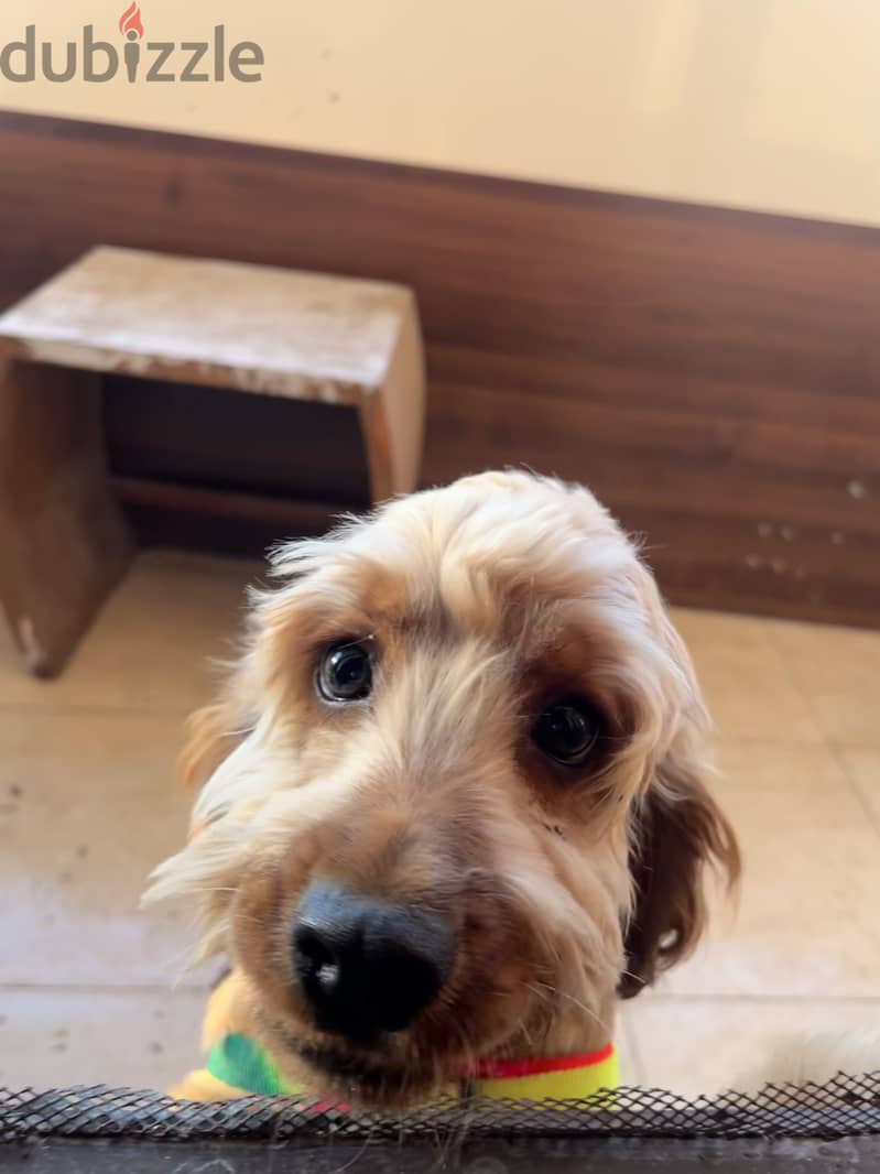 cocker spaniel 1