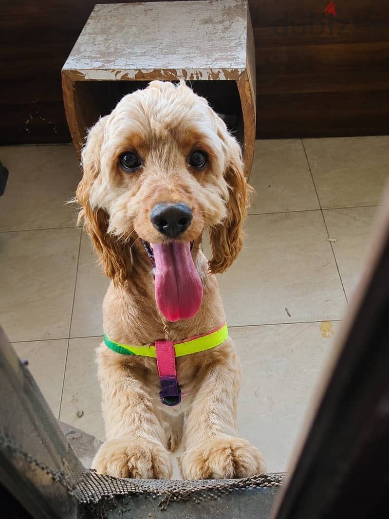 cocker spaniel 2