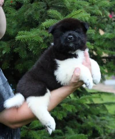 American Akita puppy male from Russia