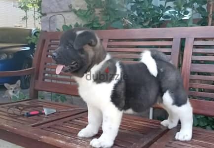 American Akita puppy boy from Russia American Akita puppy boy from Russia