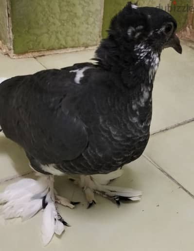 زغلول بلدى للبيع