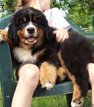 Bernese mountain dog puppy boy from Bernese mountain dog puppy boy from