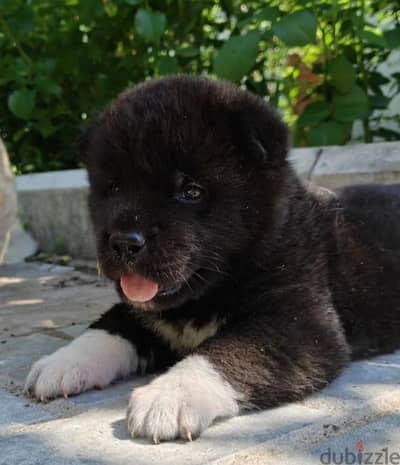 American Akita puppy boy from Russia