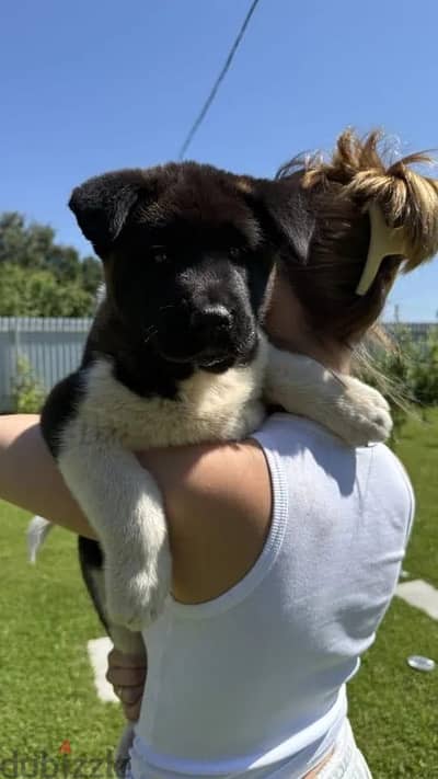 American Akita puppy male from Russia