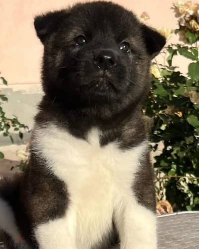 American Akita puppy boy from Russia