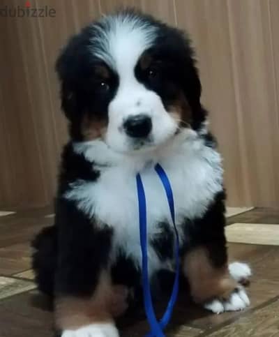 Bernese mountain puppy male from Russia