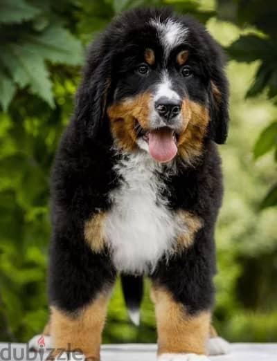 Bernese mountain puppy boy from Russia Bernese mountain puppy boy from Russia