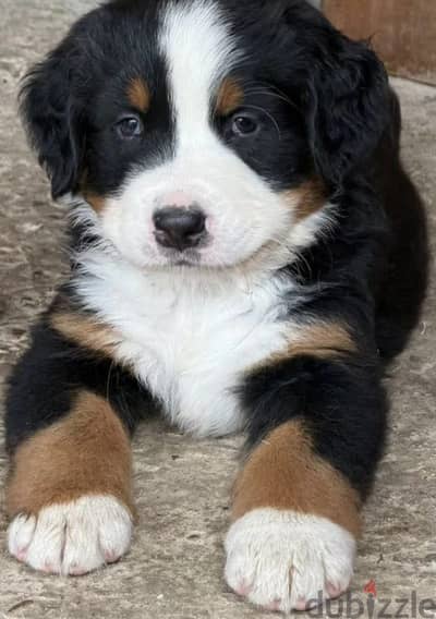 Bernese mountain puppy boy