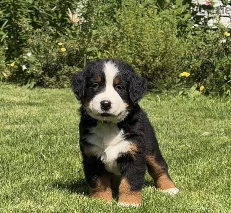 Bernese mountain puppy boy 1
