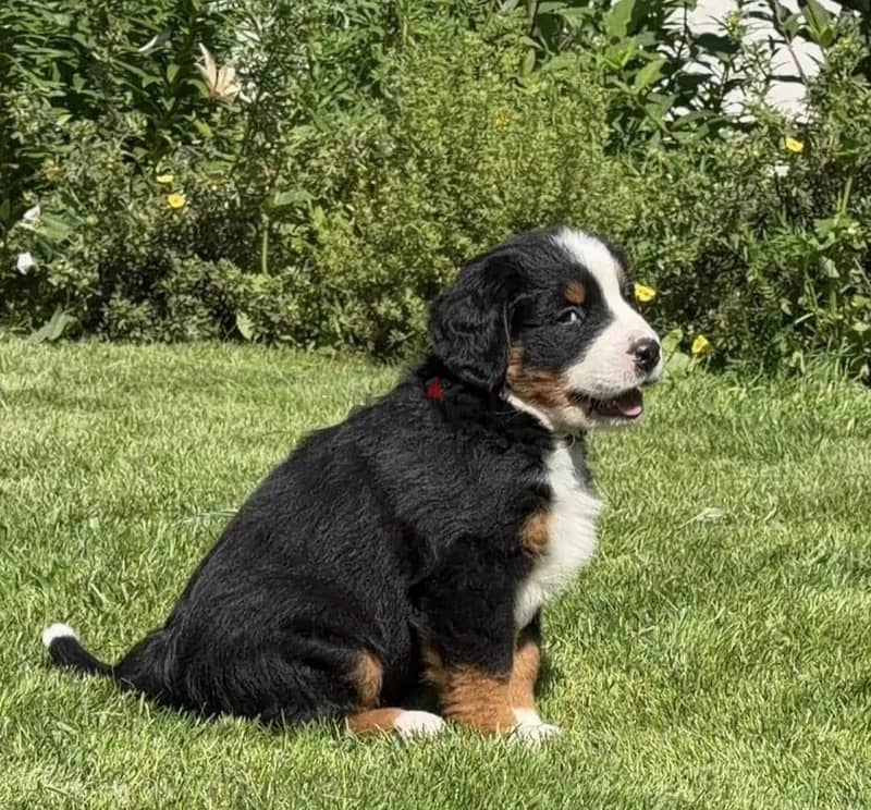 Bernese mountain puppy boy 2