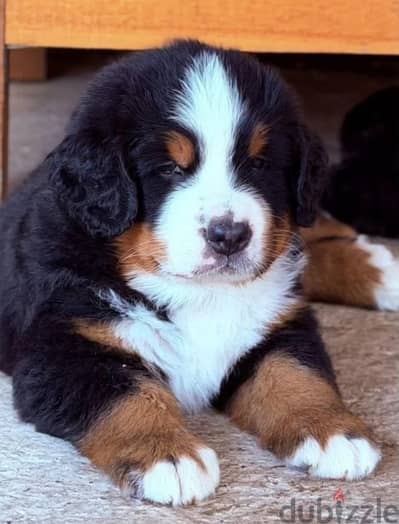 Bernese mountain puppy boy from Russia