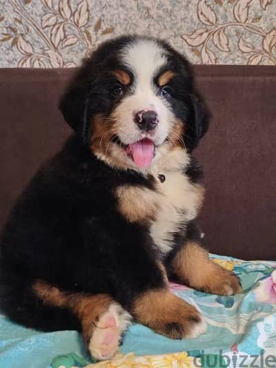 Bernese mountain puppy boy from Russia