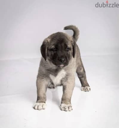 Kangal puppy female from Russia