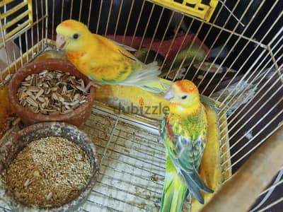 قص ريدرام لهوات التميز