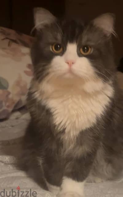 Persian male cat