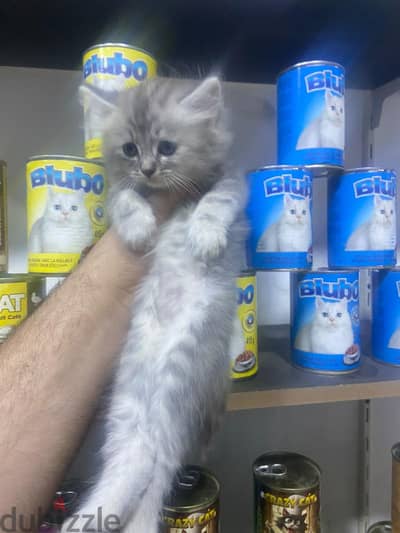 قطط شيرازي