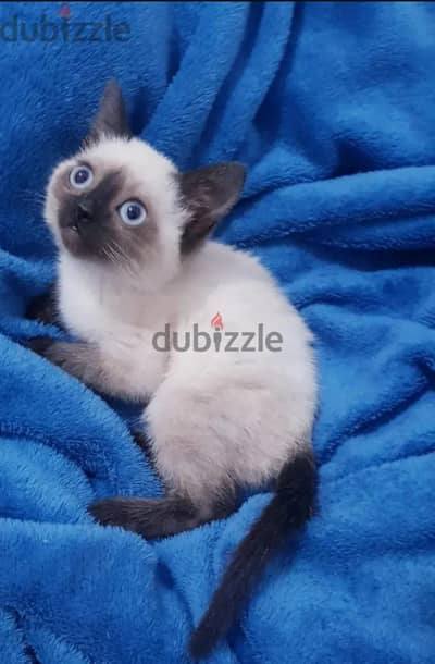 Siamese kitten سيامي كيتن سيامى