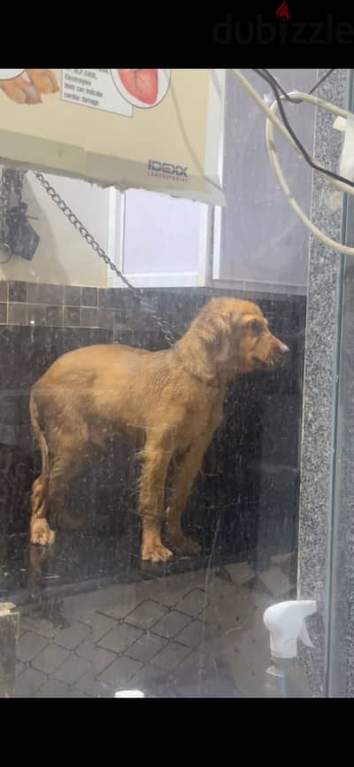 Pure Golden retriever 3 month vaccinated potty trained