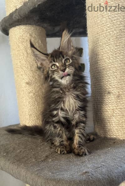 Mâle Maine coon