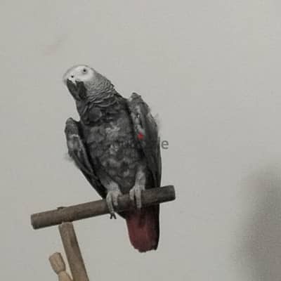 زنجباري متكلم بطلاقه