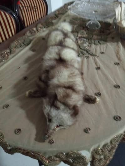 فرو ثعلب طبيعي