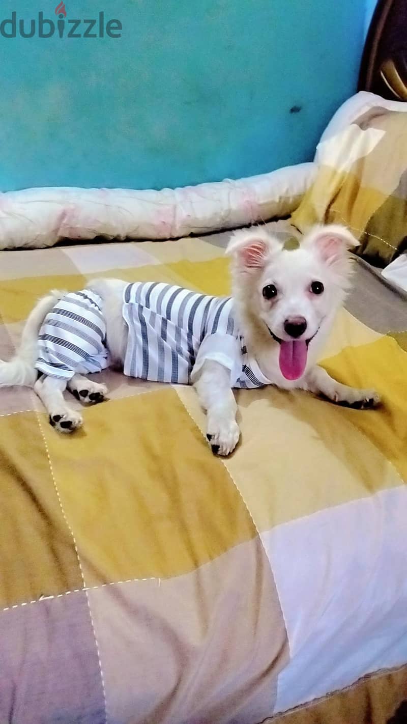 ZEZOO 1