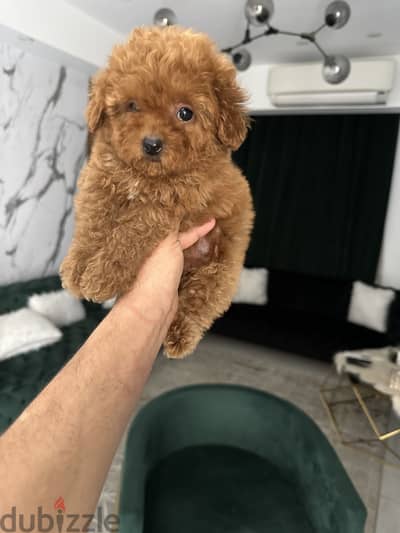 Poodle puppy toypoodle بودل