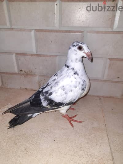 زغلول كريزلي بيوت قديمه